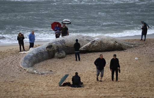 Hallan el cadáver del segundo animal más grande del mundo