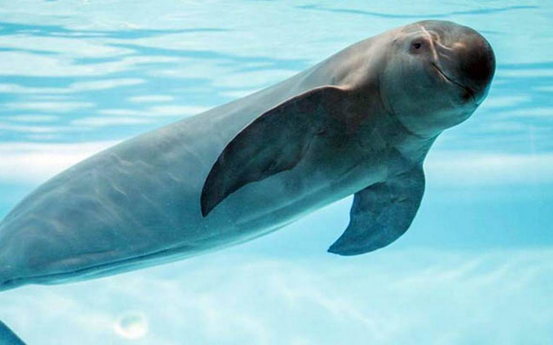 Vaquita marina se acerca a la extinción y gobierno federal sin estrategia para salvarla