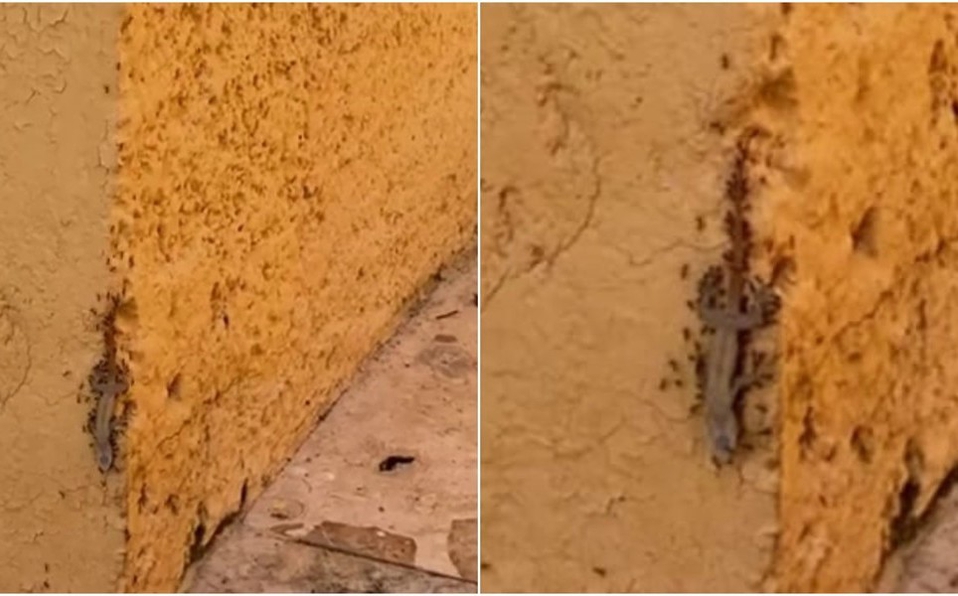 "¡Trabajo de equipo!" Video de hormigas cargando el cadáver de una lagartija para devorarla se hace viral