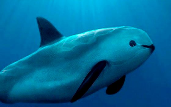 Gobierno de México pone fin a zona libre de pesca para vaquitas marinas