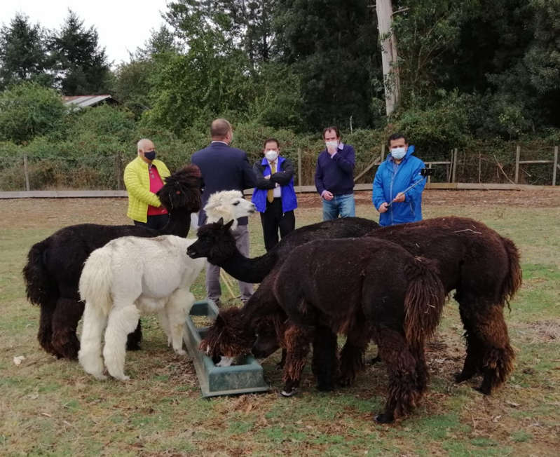 Científicos de AL investigan tratamientos anticovid con enalpacas y burros