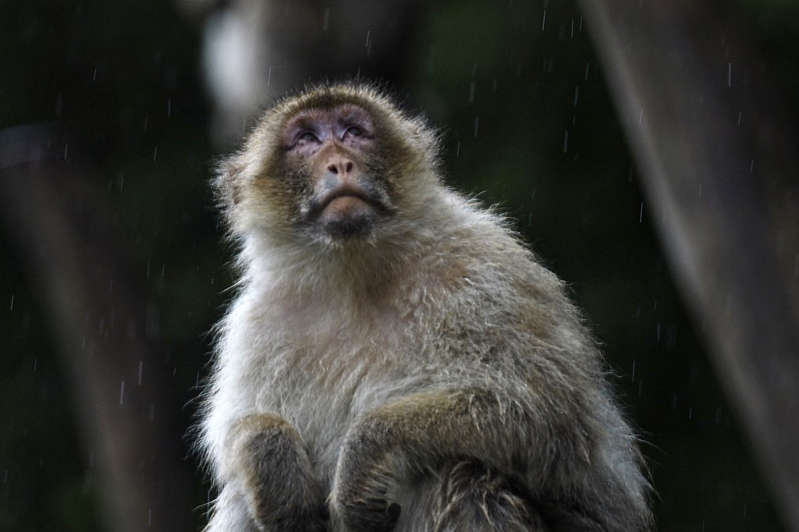 Muere veterinario de China por "virus del mono B" mientras investigaba a primates