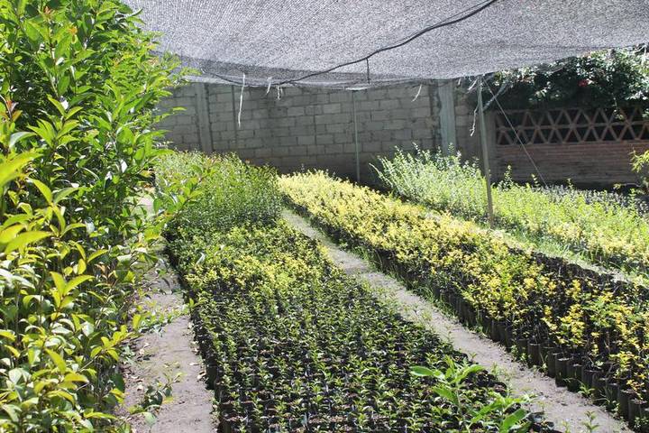 CGE entregará 60 mil árboles para reforestar la malinche.