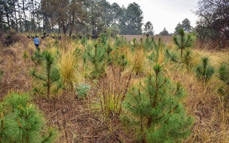 Asociaciones buscan reforestar el Cerro de Cuatlapanga.