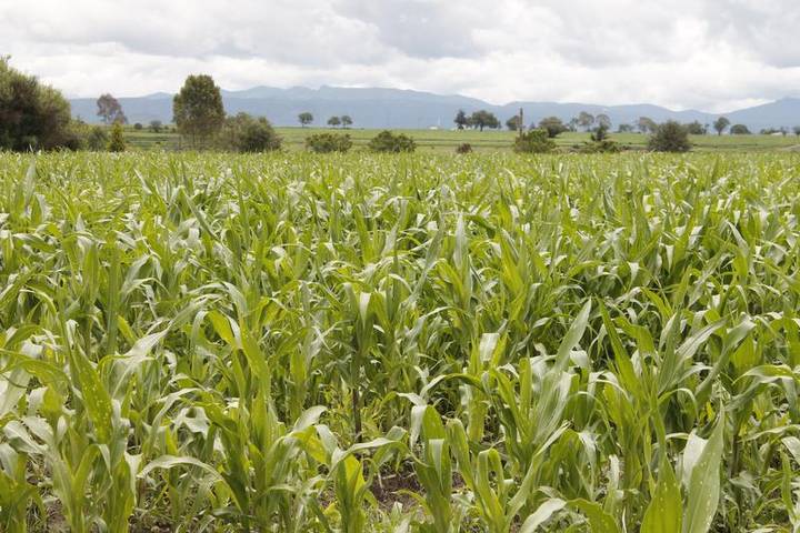 Se espera que el sector agrícola en Tlaxcala genere 1.43 millones de toneladas en granos