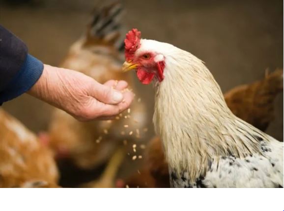 Adulto mayor paga su cirugía con gallinas: Viral