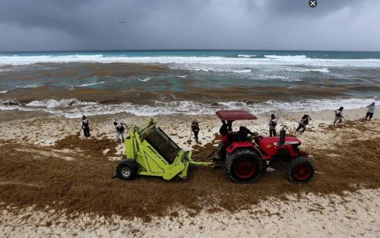 Detectan llegada de sargazo con exceso de nitrógeno