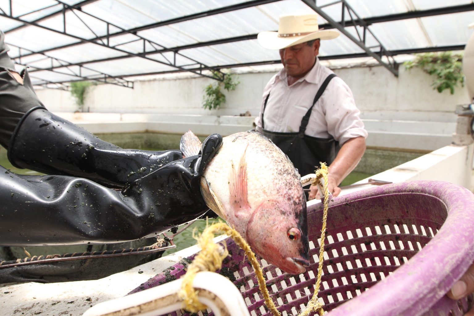 Entrega SEFOA crías de carpa y tilapia para impulsar acuacultura en Tlaxcala