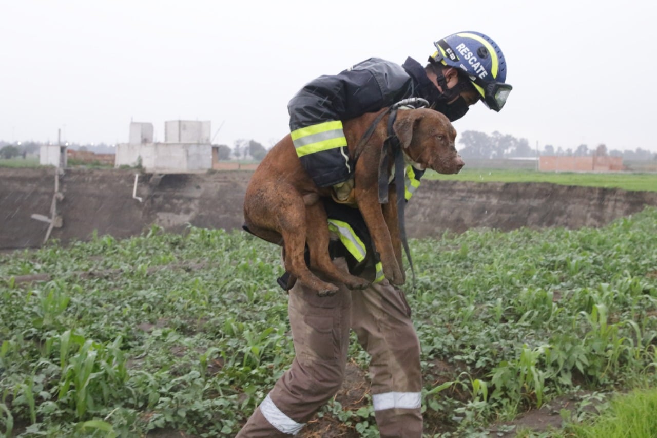 Rescatan a perritos atrapados en socavón