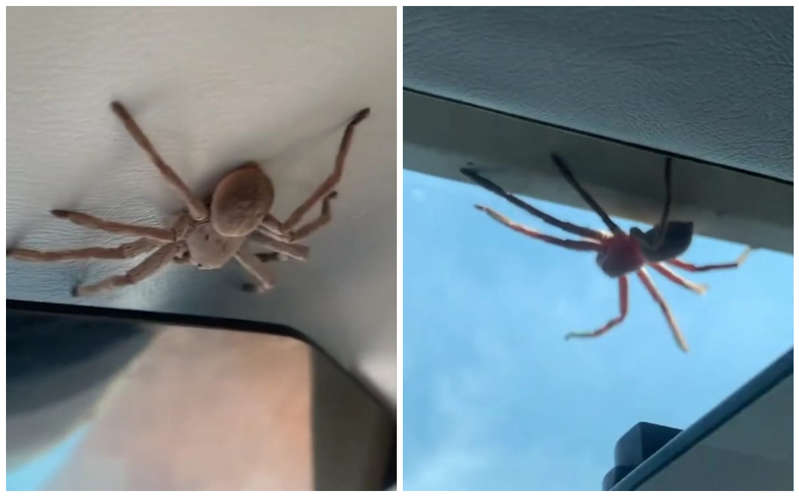 Piloto descubre enorme araña sobre él en pleno aterrizaje; impactante video se hace viral