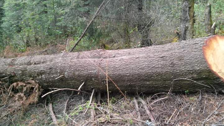 Empeora deforestación en la Malintzi, activistas urgen solución