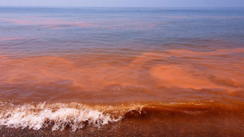 La Secretaría de Salud en Oaxaca emitió una alerta por la presencia de marea roja en playas del Istmo