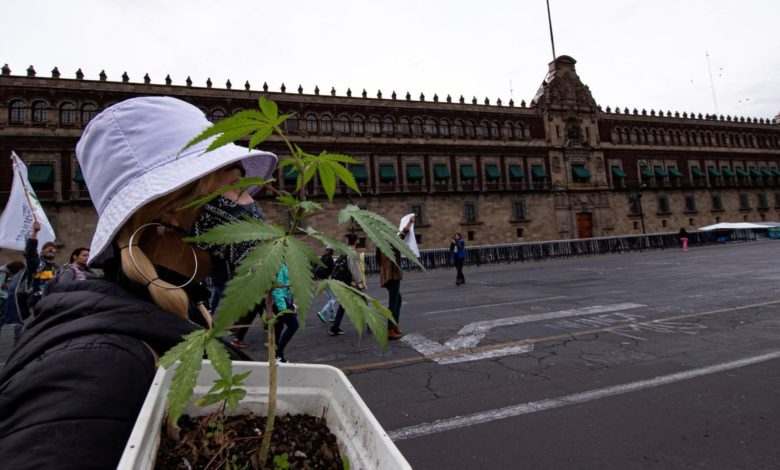 Ministros de la SCJN inician discusión para legalizar la marihuana