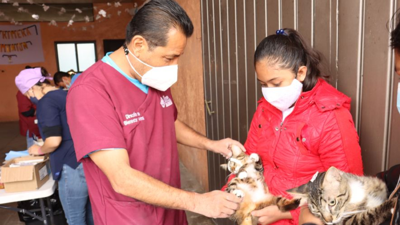 Ayuntamiento de San Andrés Cholula realizó una nueva jornada de Esterilización Animal en San Antonio Cacalotepec