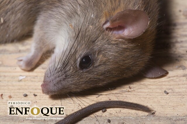 La dieta más buscada del mundo provoca muerte celular y fallas en el corazón de los ratones