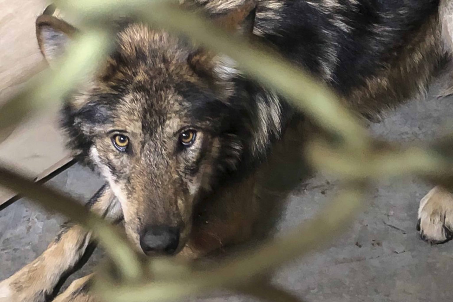 Llegan al zoológico de Tlaxcala tres ejemplares de lobo mexicano