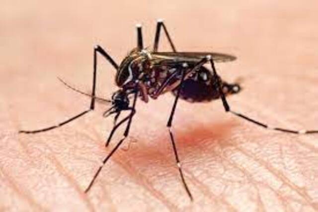 EEUU libera el primer grupo de miles de mosquitos genéticamente modificados para detener el dengue