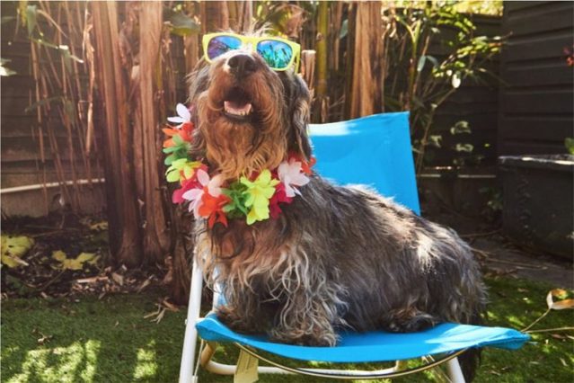 Las razones por las que humanizar a tu perro es maltrato animal 