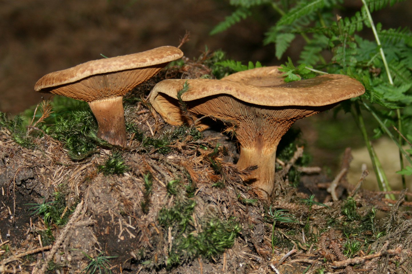 Niños afganos evacuados a Polonia necesitan un nuevo hígado tras envenenarse con hongos