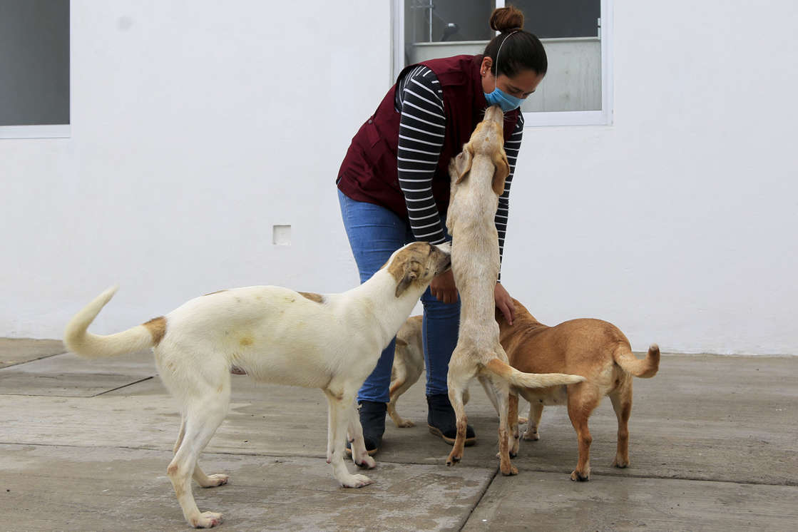 Diputados aprueban exhorto contra el maltrato animal 