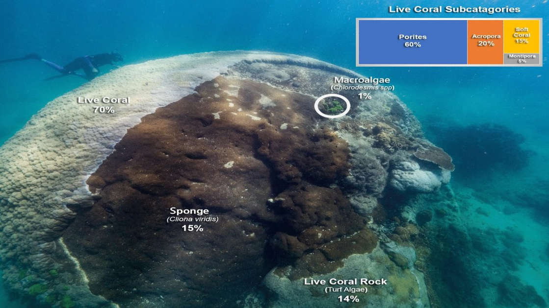 Descubren coral gigante de al menos unos 400 años en la Gran Barrera de Coral