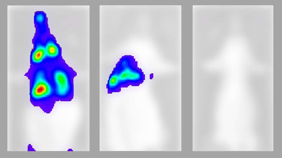 De esta manera avanza el covid-19 en el cuerpo de un ser vivo