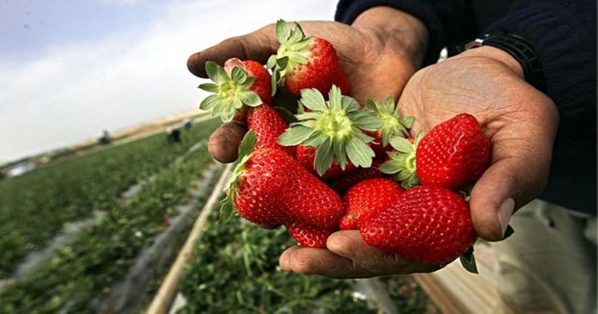 Convoca SEPUEDE a jornaleros agrícolas para trabajar en jalisco en la cosecha de fresa y frambuesa