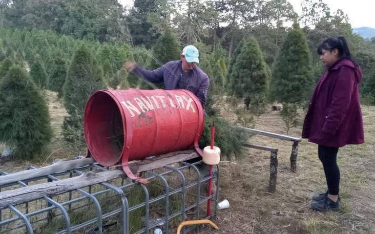 En Tlaxcala hay 10 mil árboles de navidad disponibles