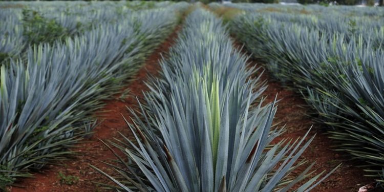 Tequila Don Ramón ya no instalará destiladora de mezcal en Puebla