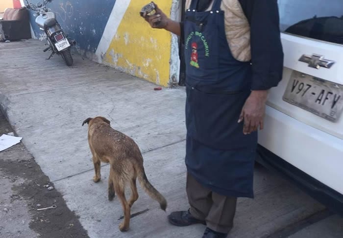 perrito barranca2