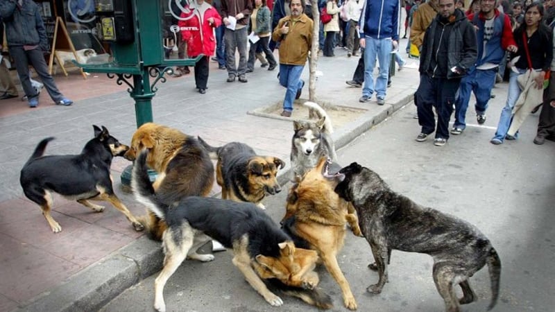 Fallece hombre que fue atacado por perros en Taziutlán; investigan quien es el dueño responsable