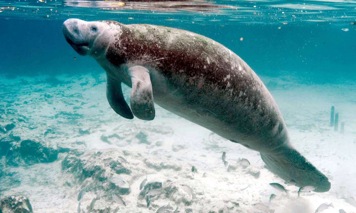 UPAEP y AQUADEMIA colaboran en la formación de especialistas de mamíferos acuáticos