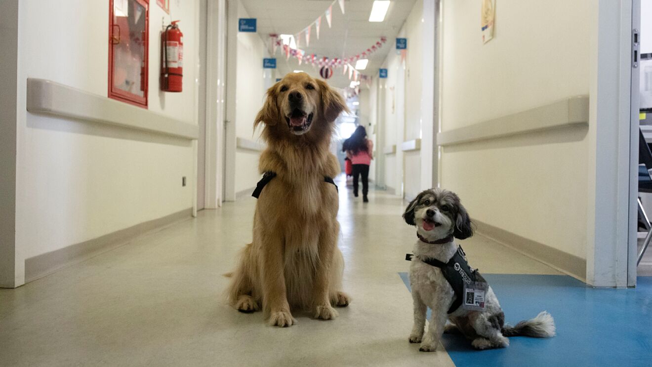 ¡CURP para mascotas en CDMX!, aquí te decimos como tramitarla paso a paso