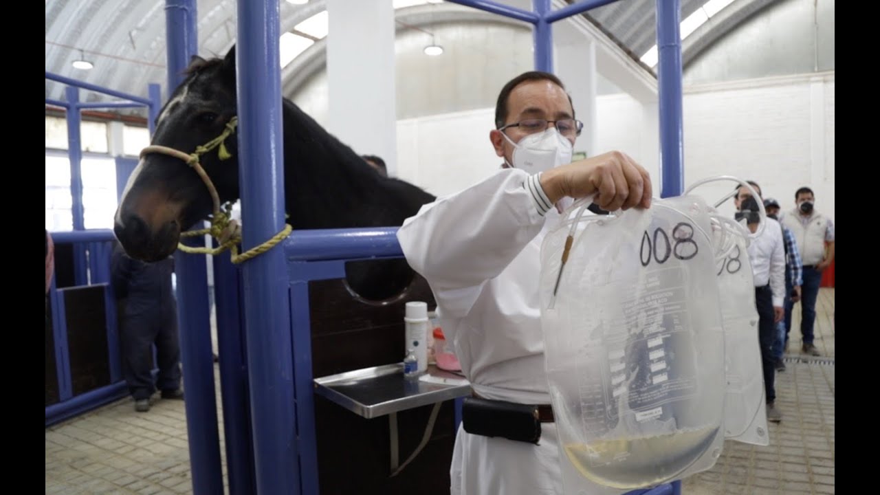 Birmex producirá suero de caballo como tratamiento para tratar la Covid-19