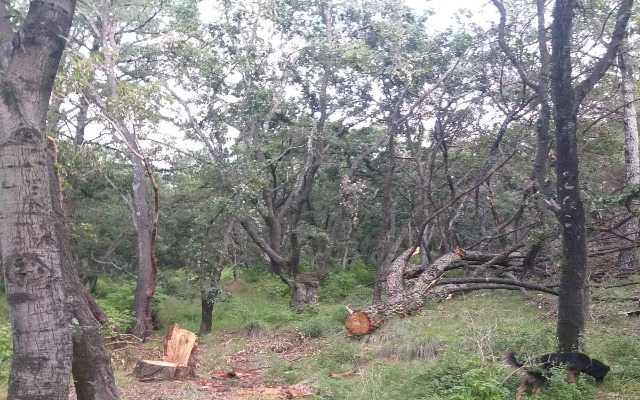 Diputado morenista buscará homologar y endurecer las sanciones contra la tala clandestina