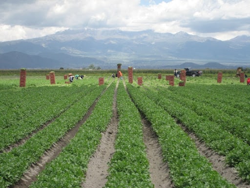 huerta cilantro