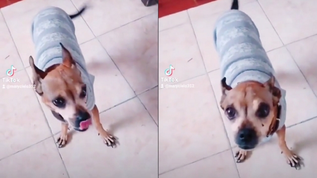 Díselo, él te escucha": Mujer pide a su perrita enferma que rece para curarse
