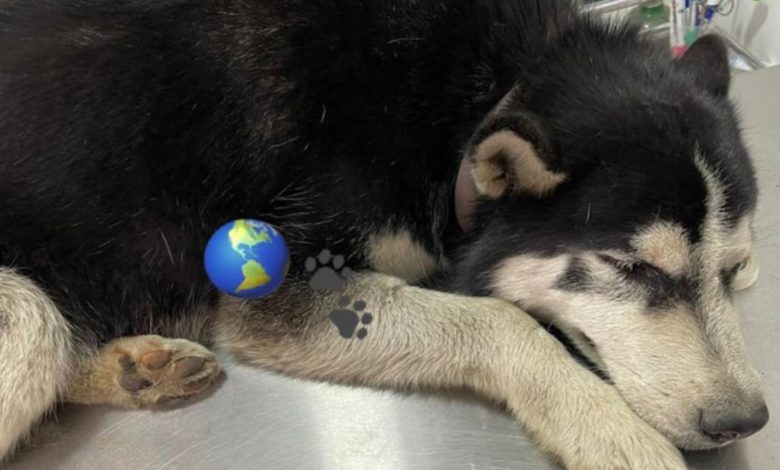 Camioneta de policías atropella intencionalmente a “Rolo”; usuarios  de redes piden justicia (Video)