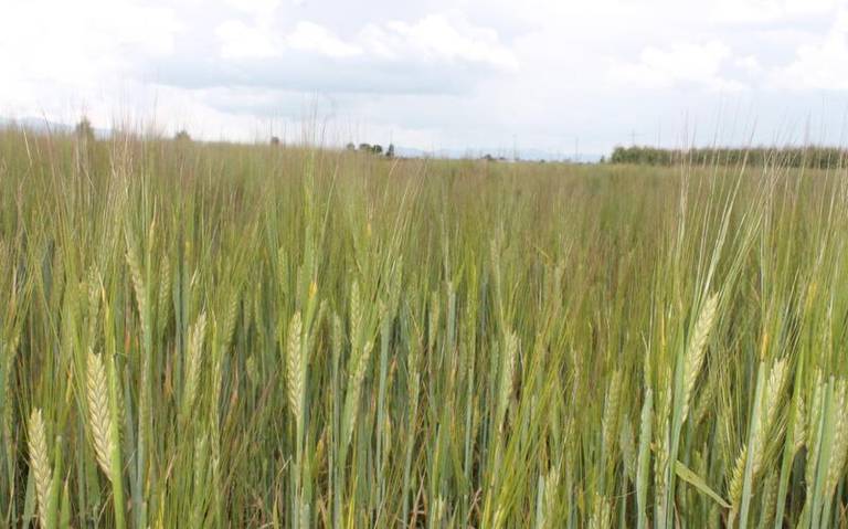 En Tlaxcala incrementó la producción de cebada.