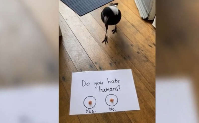 Urracas logran comunicarse con humanos gracias a un sistema de preguntas