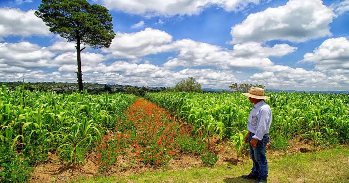 Piden a Lorena Cuéllar “mil millones de pesos” para el campo