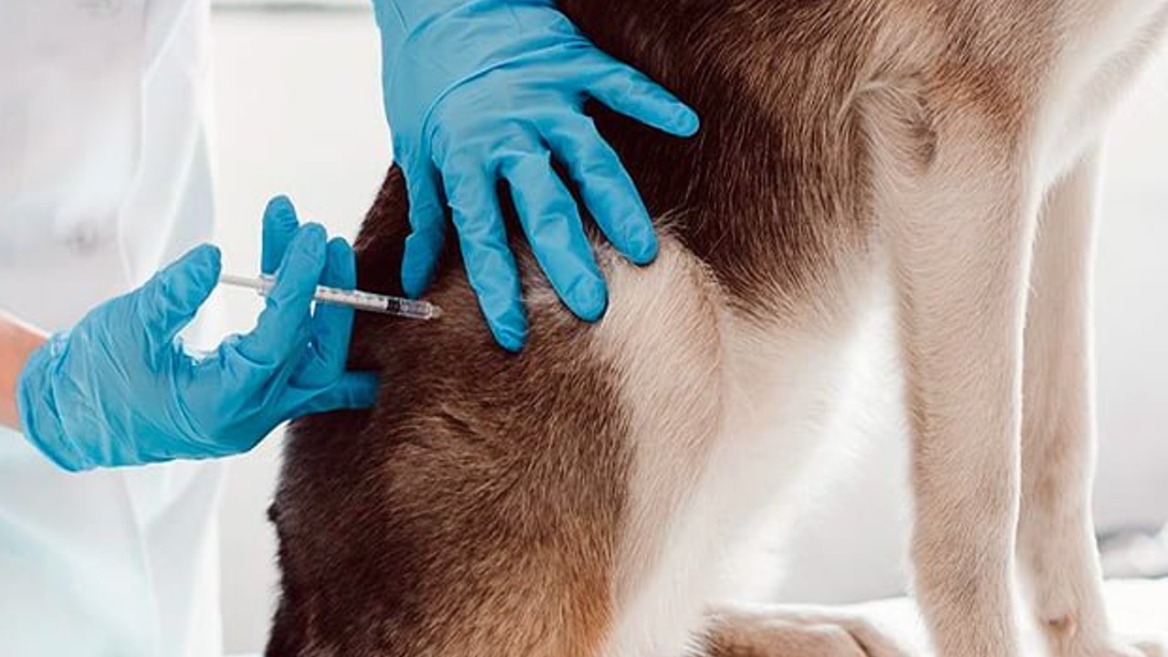 Inició en Coronango una nueva Jornada de Vacunación Antirrábica para mascotas 