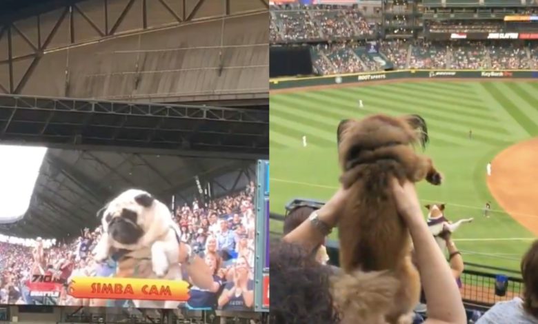"Lo nuevo en estadios": Simba Cam, reto protagonizado por perritos que reemplazó la “Kiss Cam” (Video)