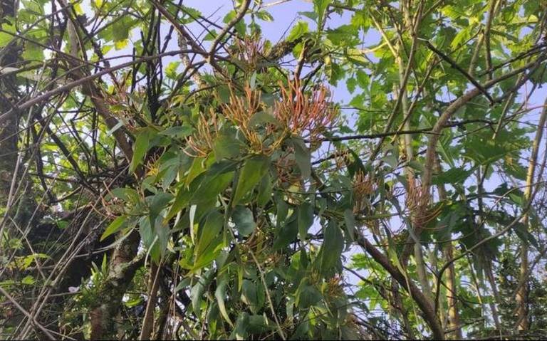 Muérdago se ha convertido en una plaga importante en las áreas forestales de Nanacamilpa