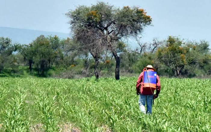 En Tlaxcala se desconoce la cantidad de fertilizante a entregar a los agricultores de la entidad