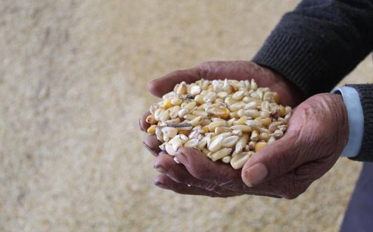 Secretaria de Impulso Agropecuario de Tlaxcala proporcionará semillas certificados a los productores agrícolas locales de maíz, trigo y cebada