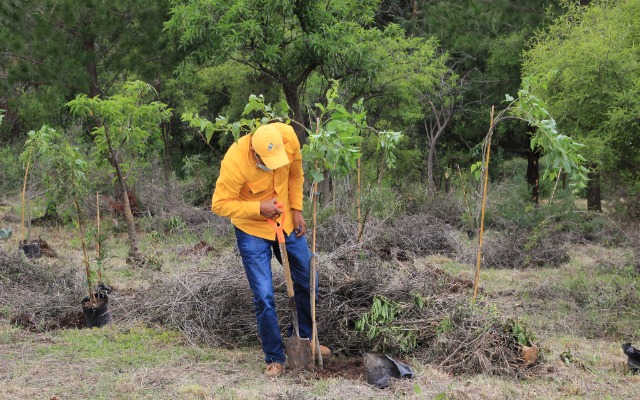 En Puebla implementarán estrategia de reforestación para combatir tala de árboles