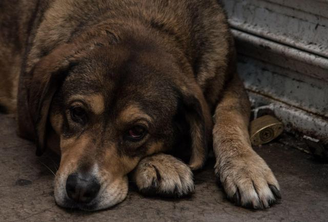 Detiene a dos hombres señalados de vender tacos de perro; en su predio encontraron 40 caninos