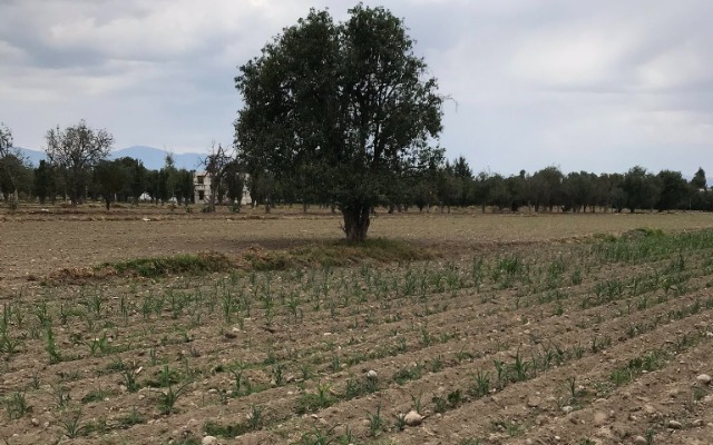Granizo e incendios han afectado mil 350 hectáreas de cultivo en Puebla