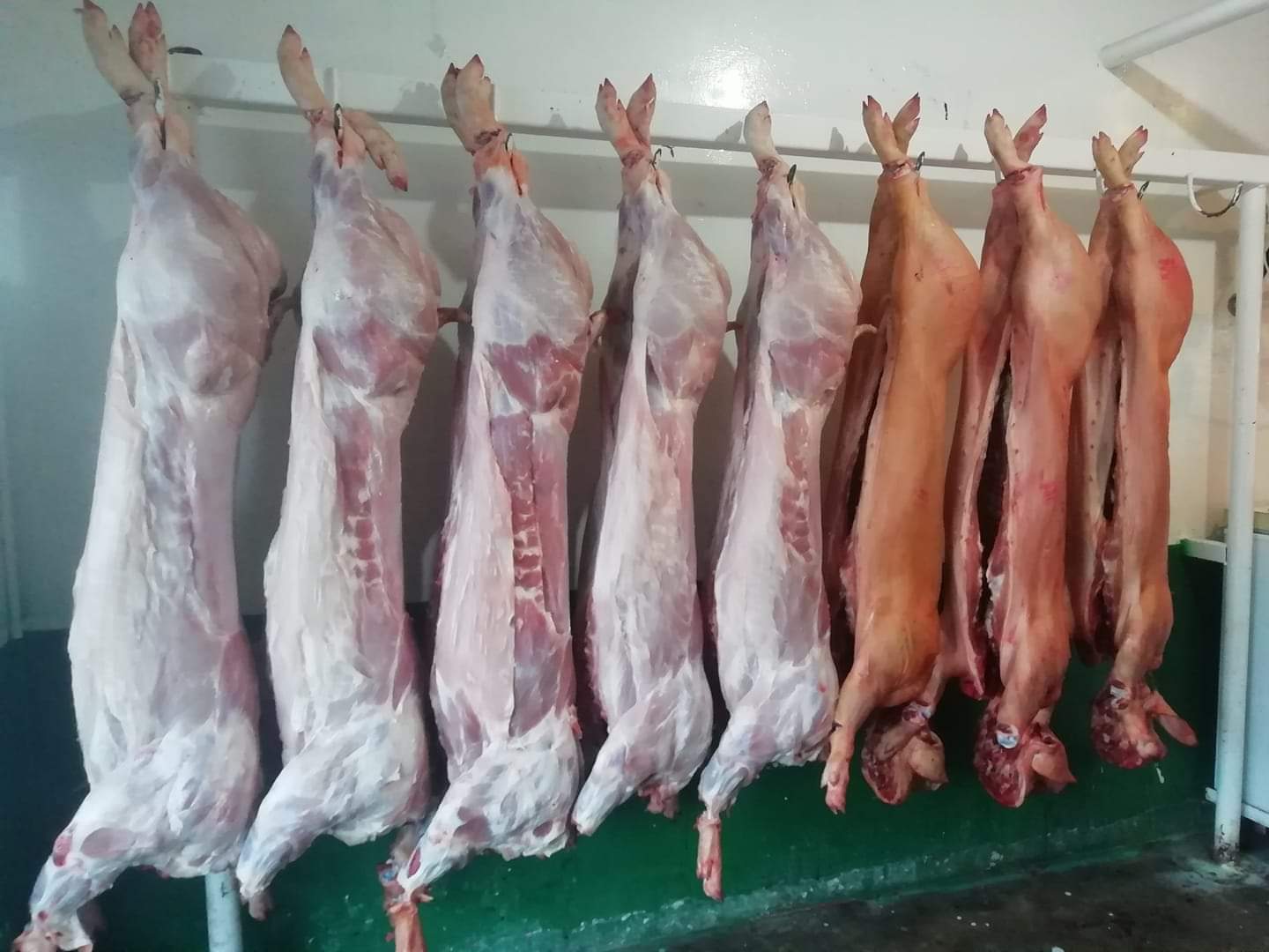 En Tlaxcala la carne de ganado de cerdo es la de mayor producción 